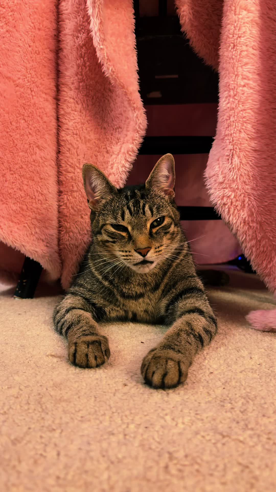 @KittyUsurper