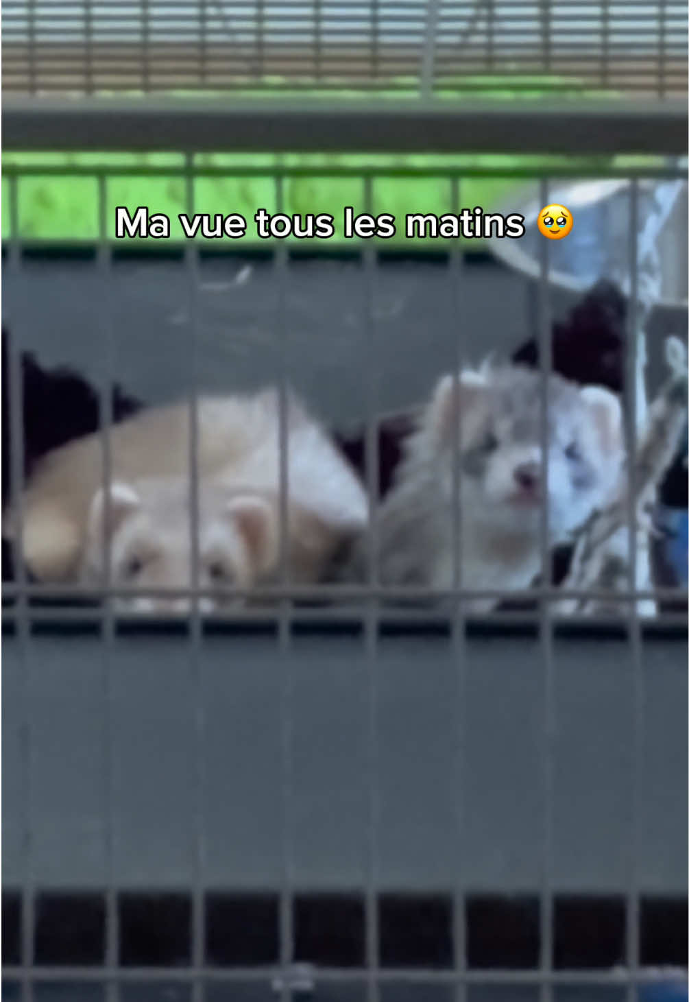 @Tsuki et Toka