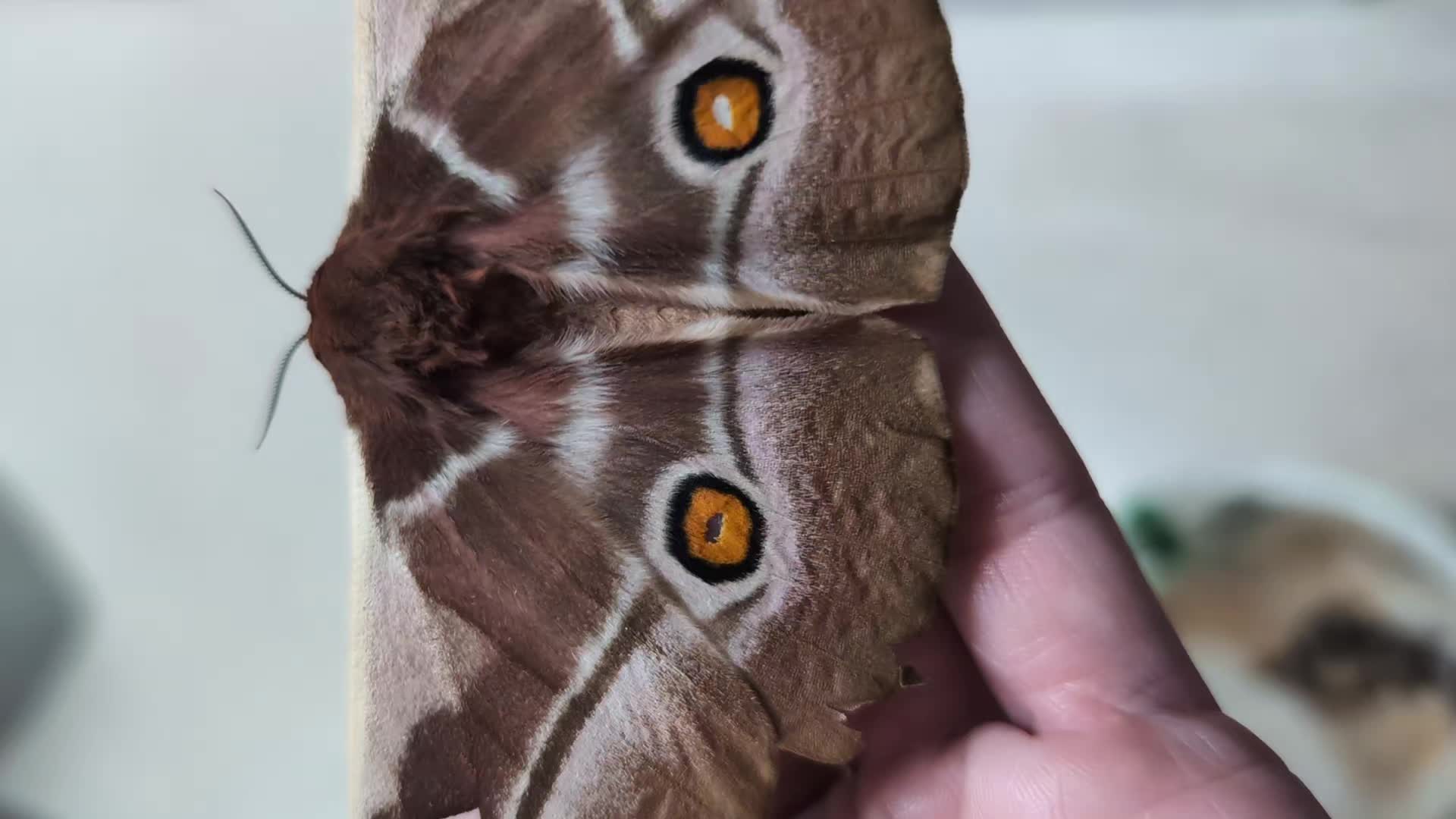 @PapilioDani