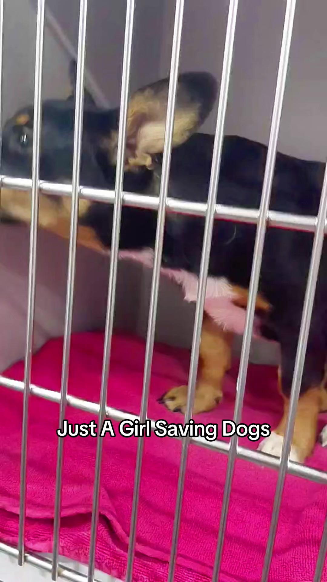 @Just A Girl Saving Dogs
