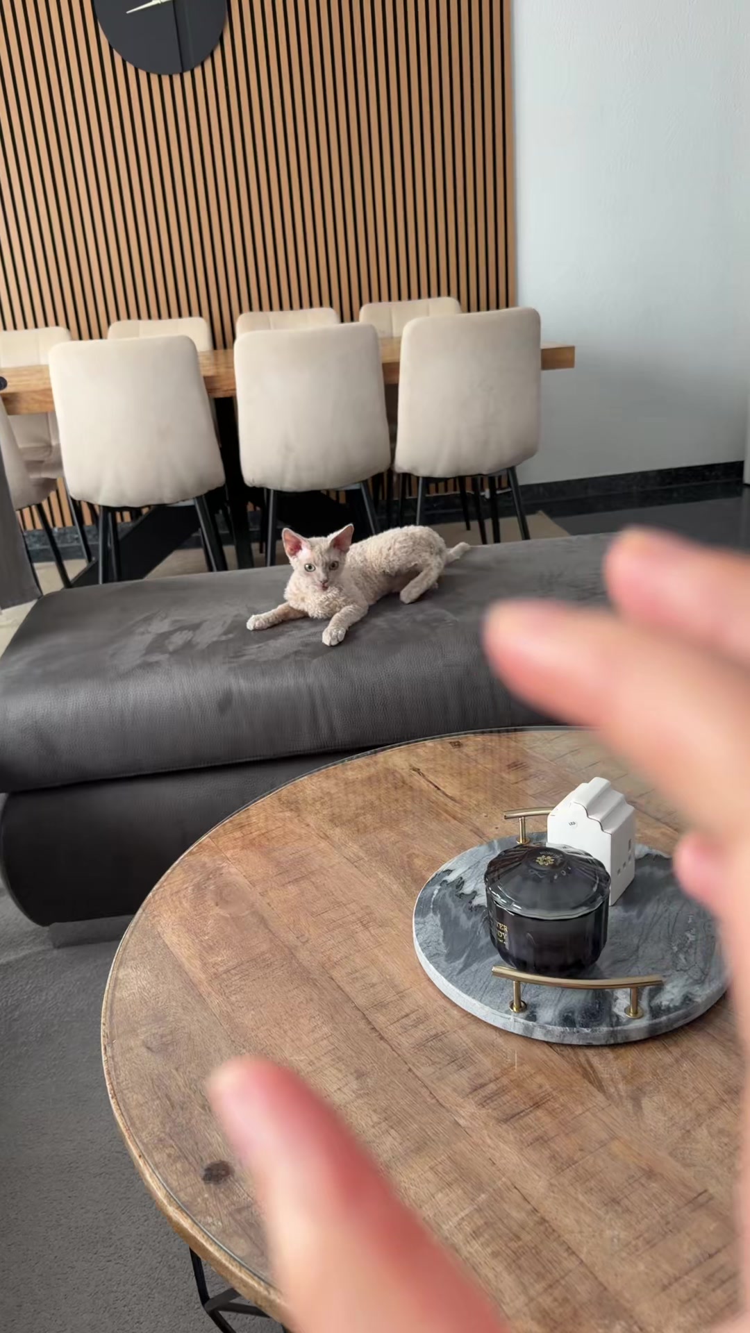 @TugbasCats