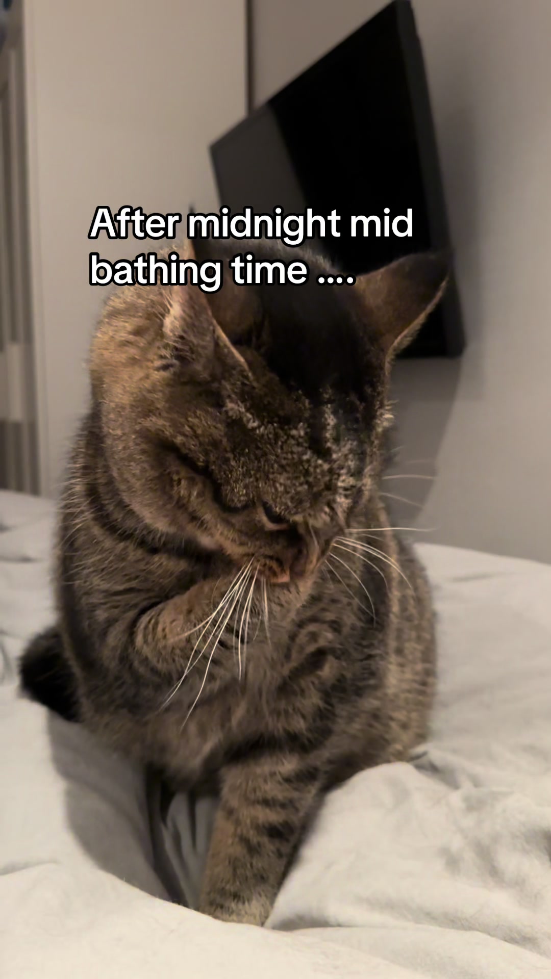 @Joep_the_ rescuecat