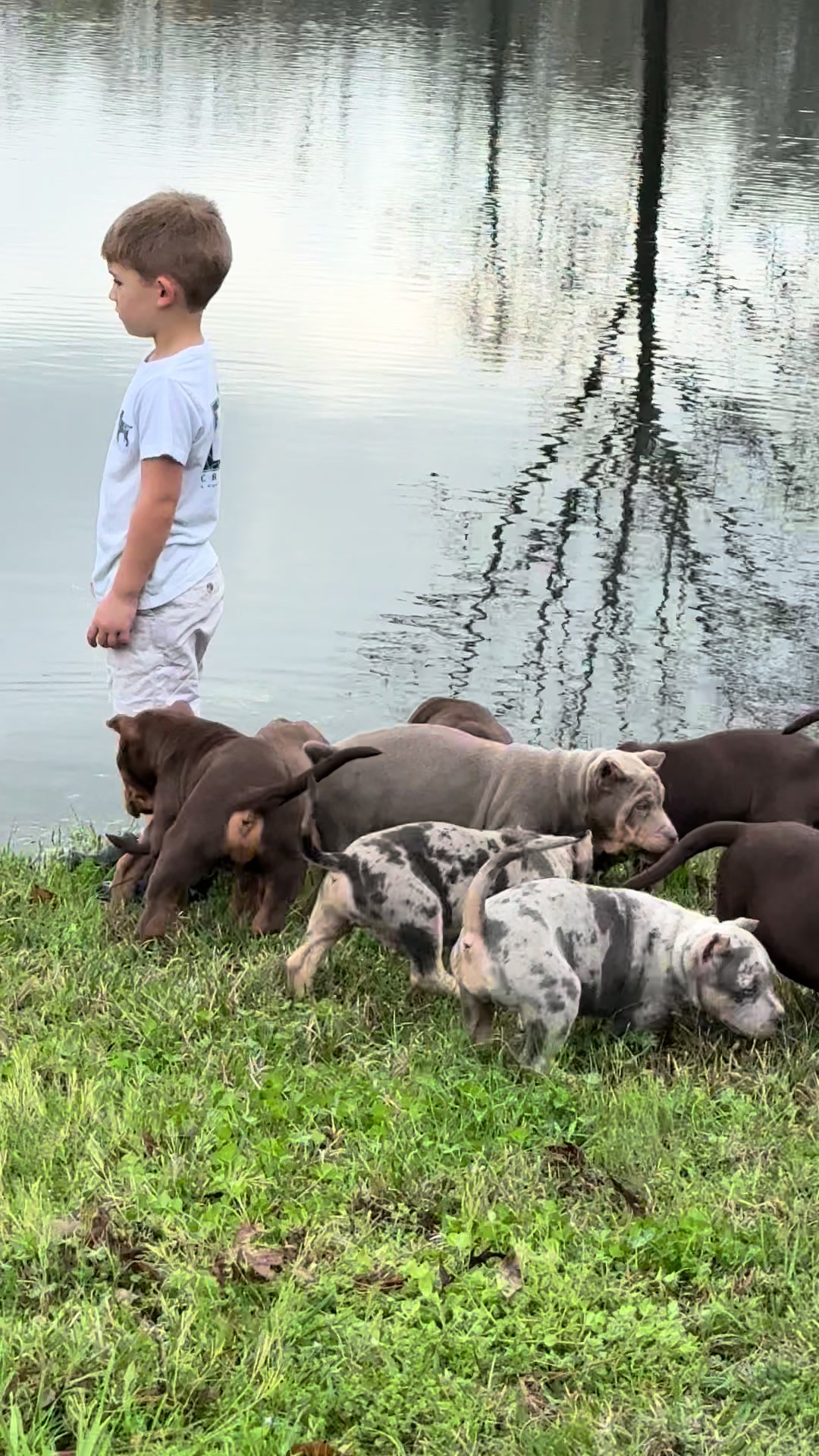 @GatorHeadBullies