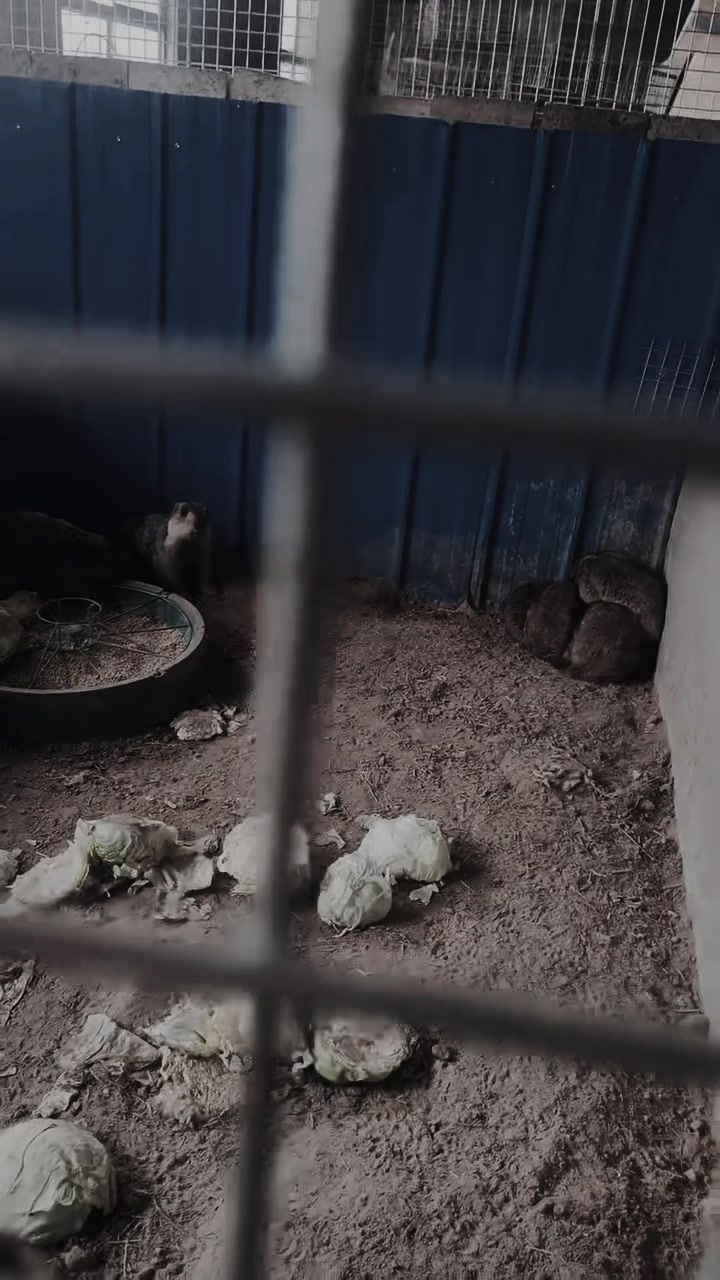 @網上動物