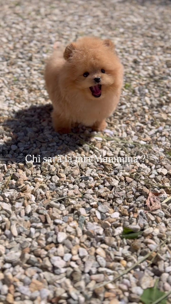 @pom.mydestiny