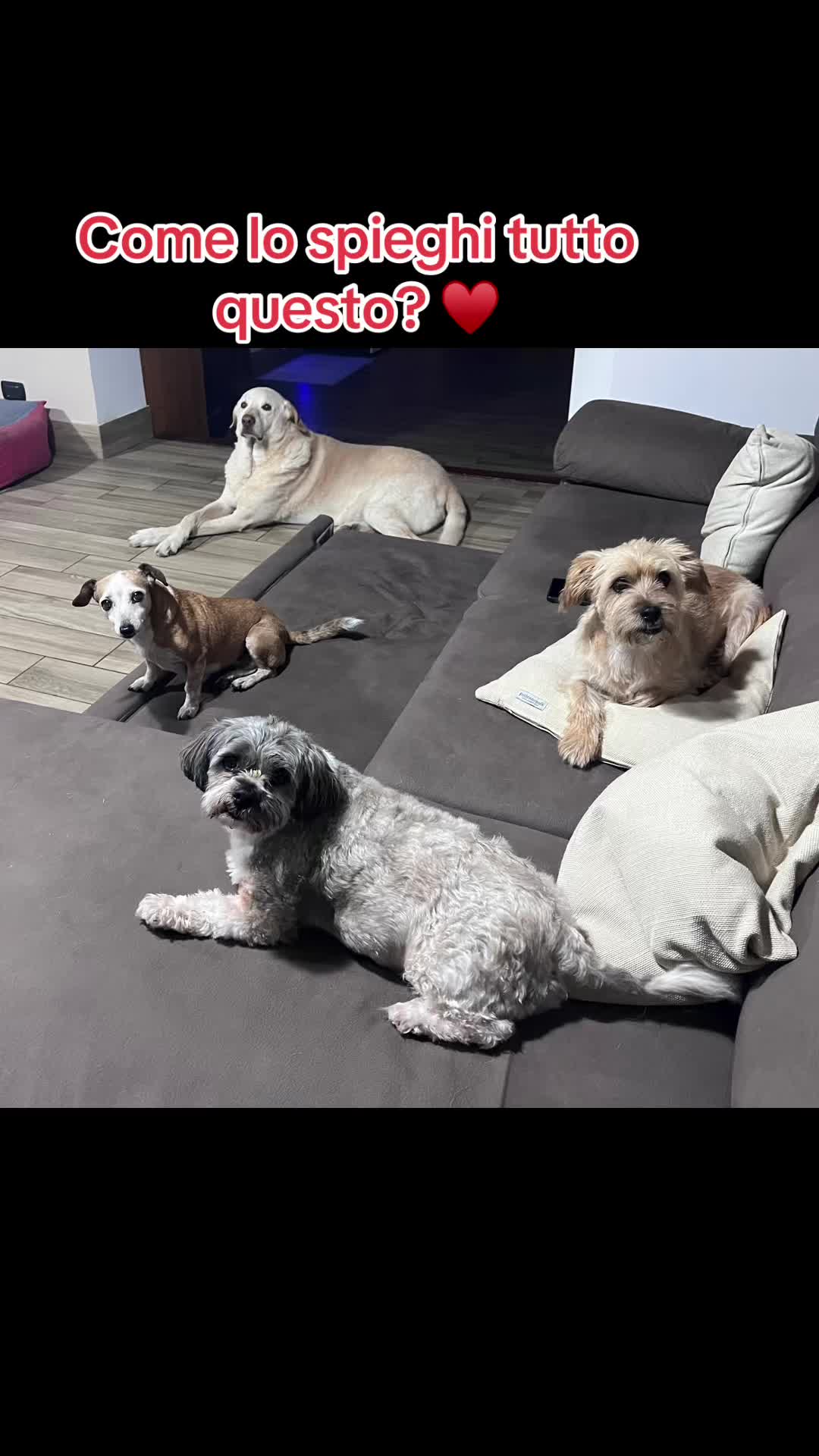 @Tanya Volontaria Animalista