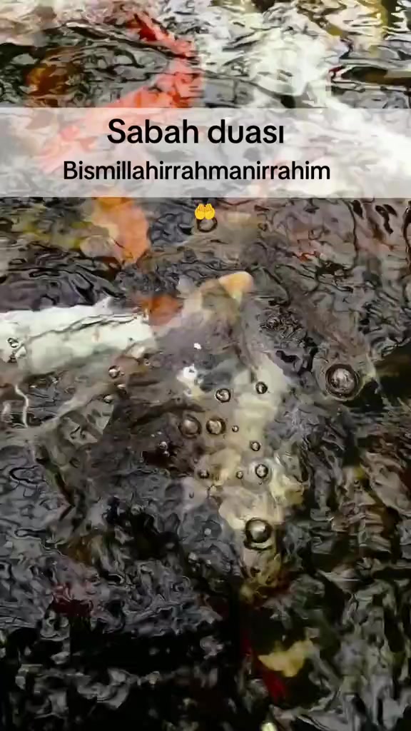 @Qızıl g&uuml;l&uuml;n etri🌹🌹🌹