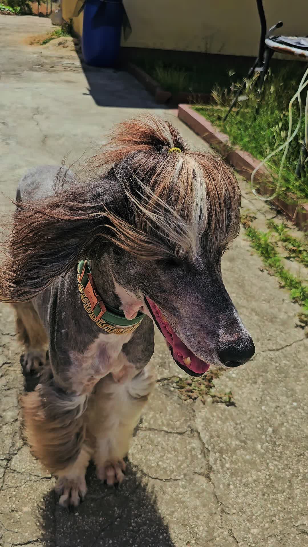@MixedPetCollective