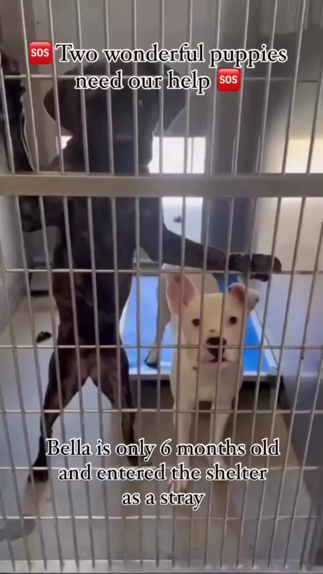 @Cane Corsos