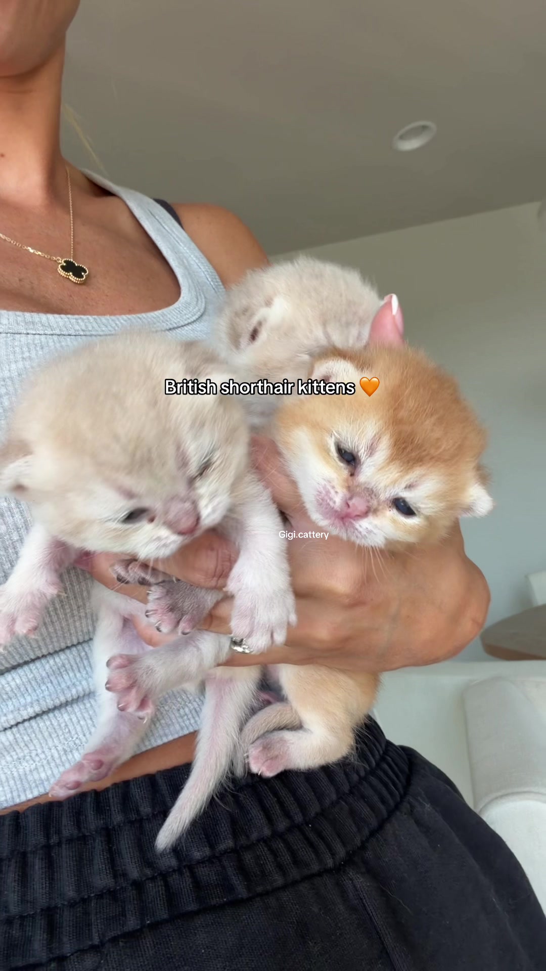 @gigi.cattery