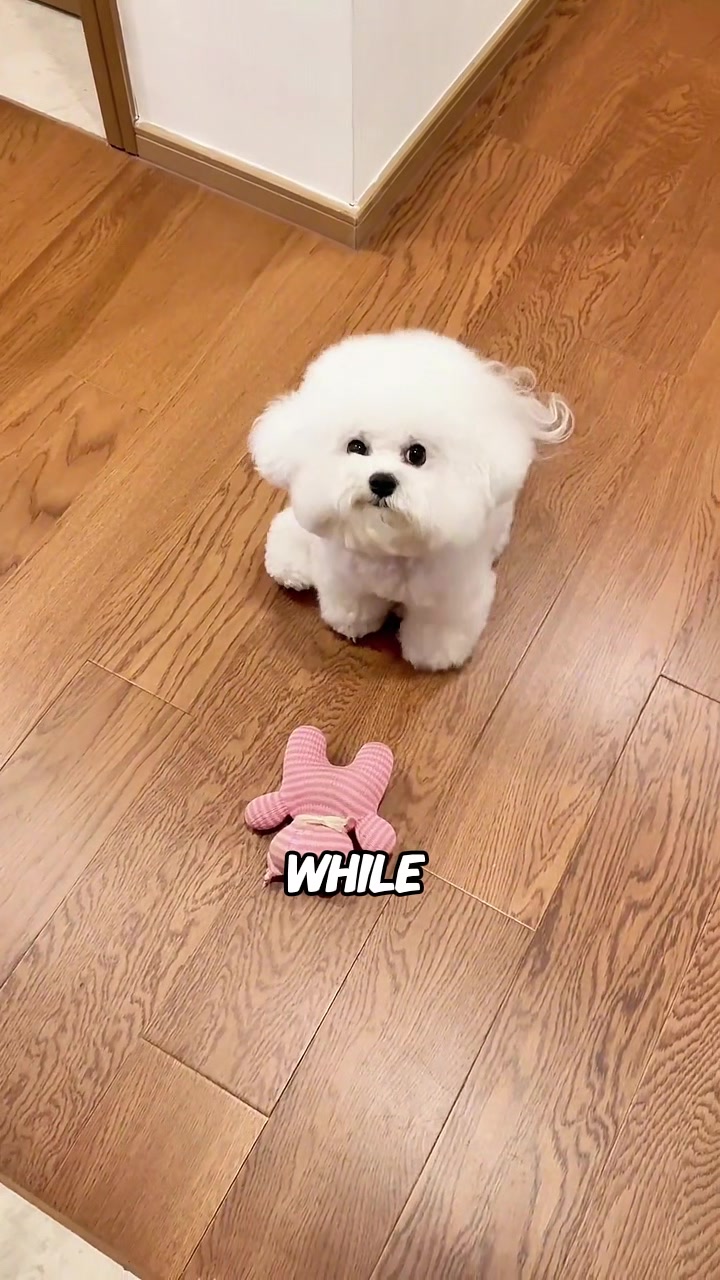 @rescuetails