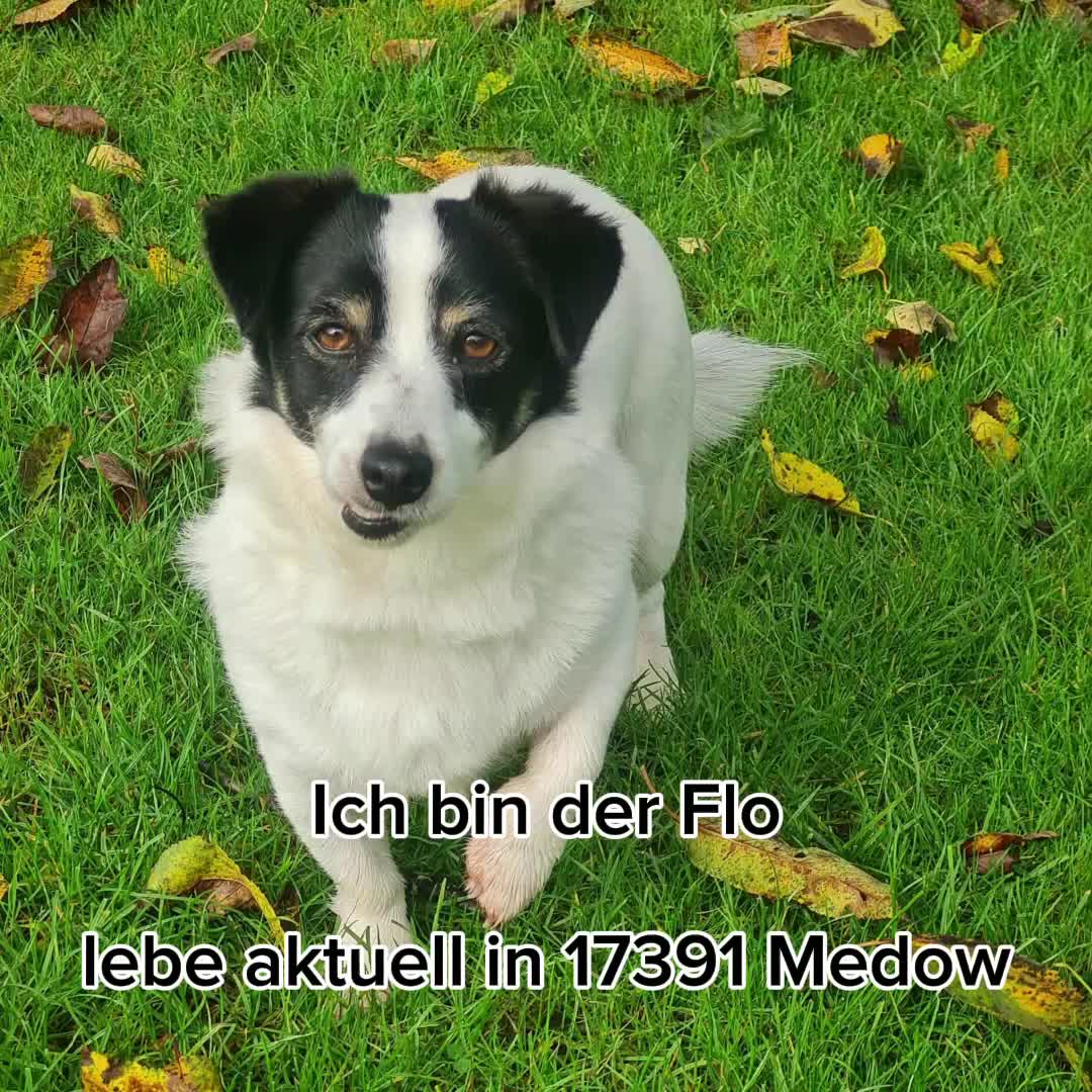 @🐾 PfoteF&uuml;rPfote 🐾