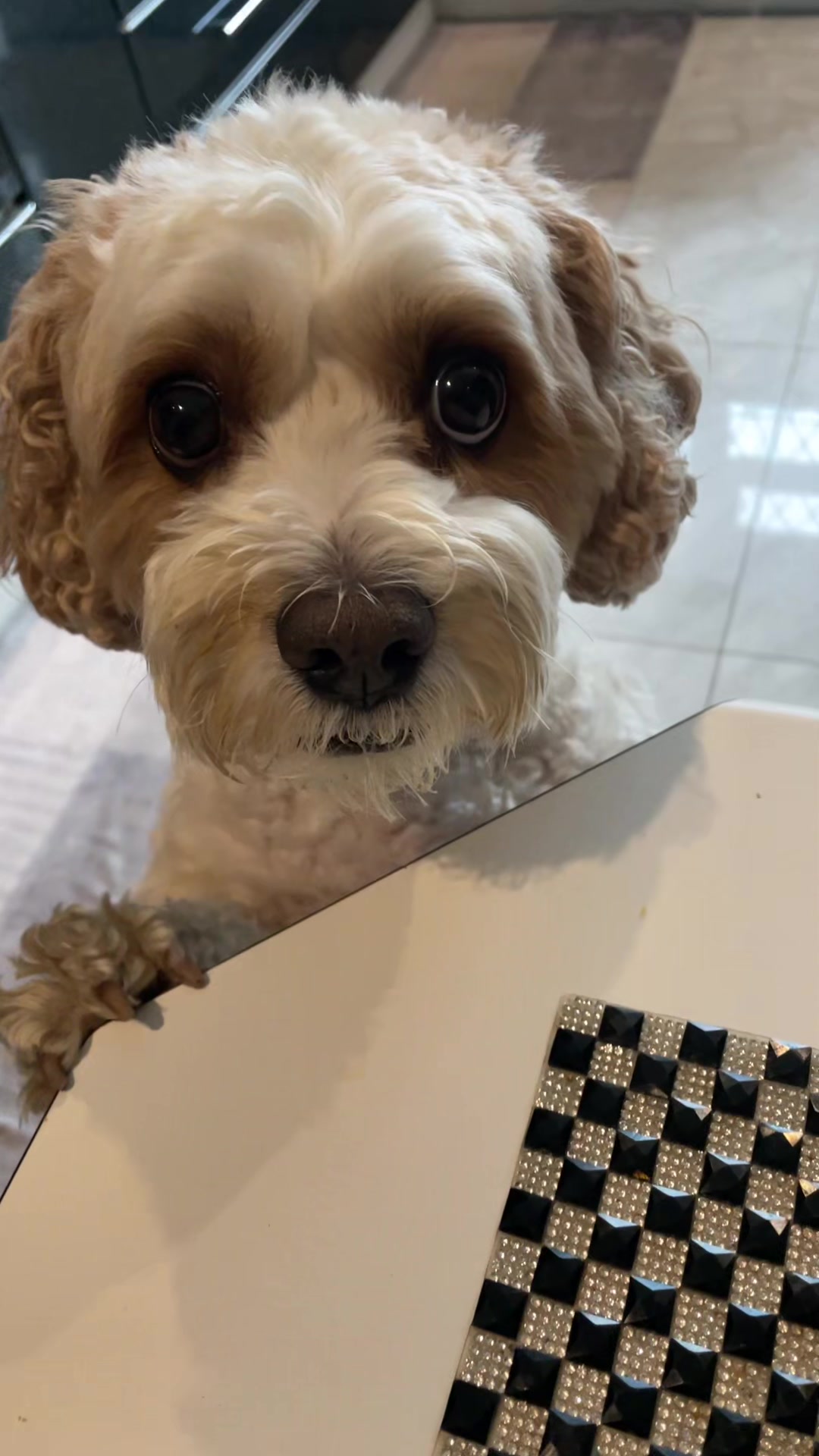 @My Cavachon