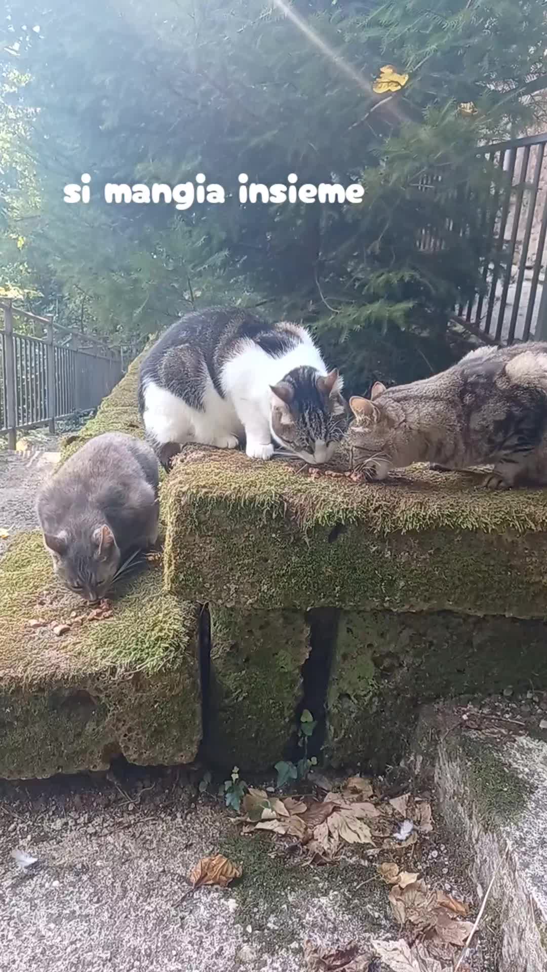 @amica dei gatti