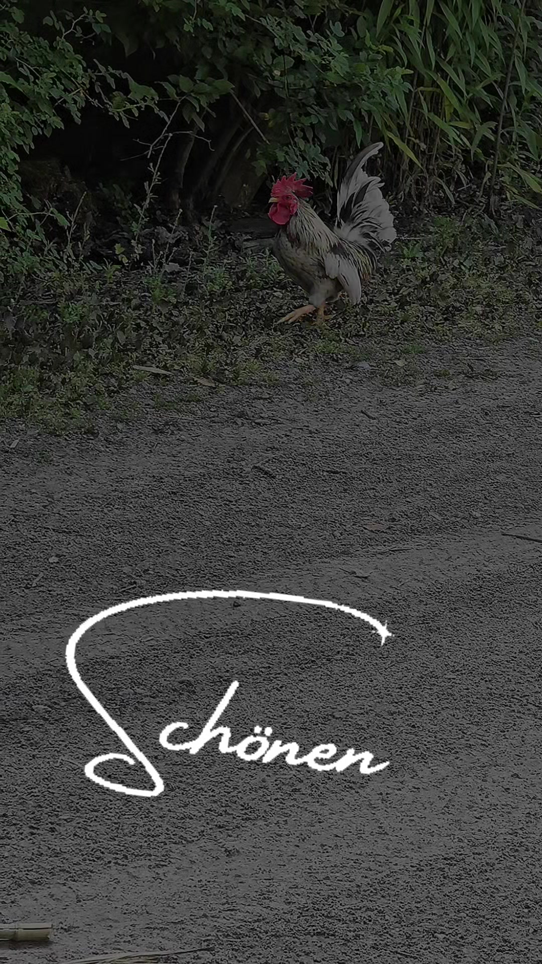 @Birsa