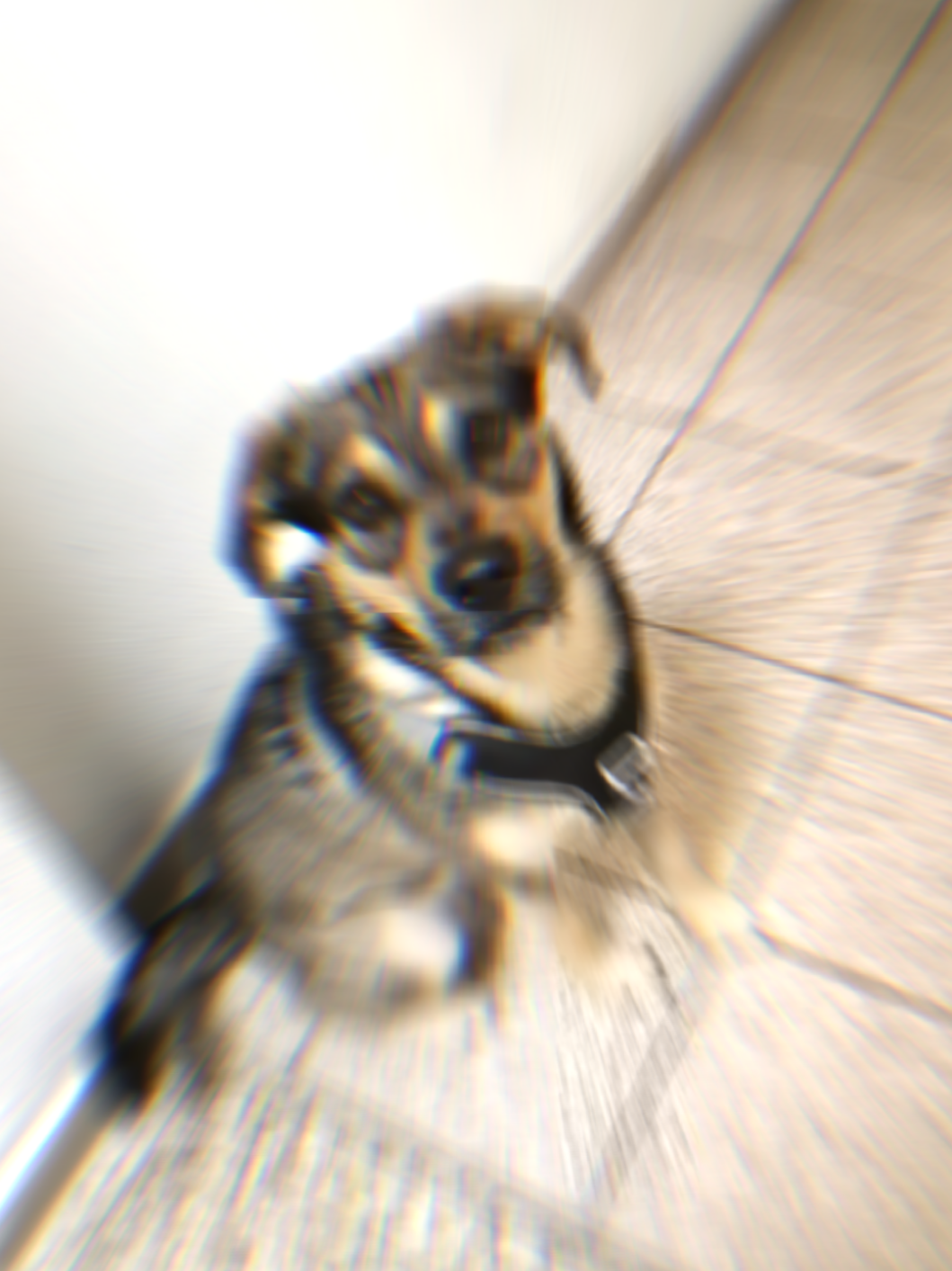 @Ares🐕🐾