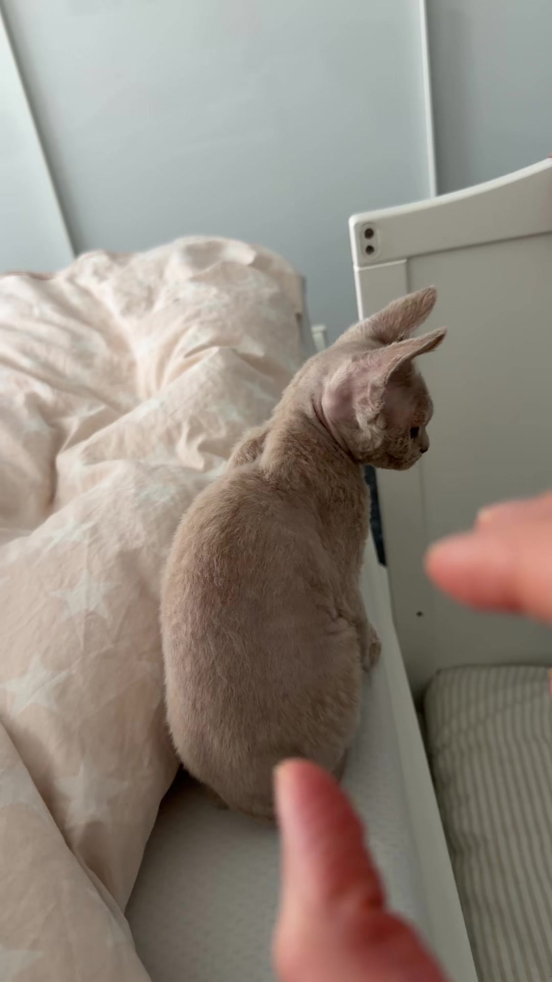 @TugbasCats