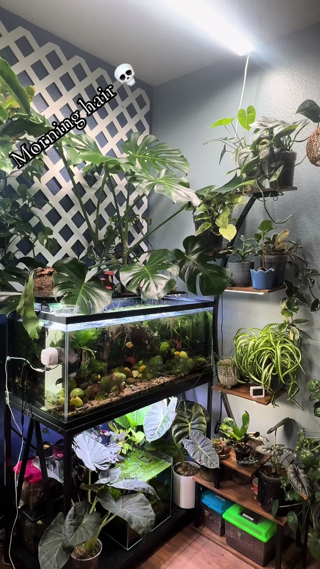@dannys_fish_and_plants
