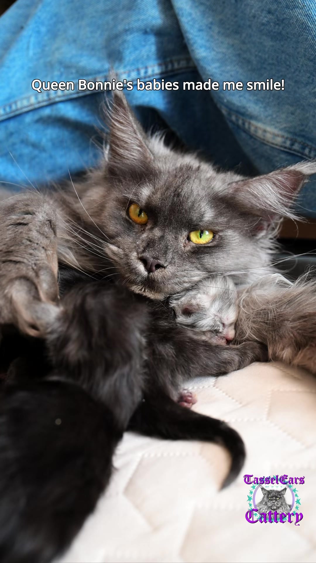 @Tassel Ears Maine Coon Cattery
