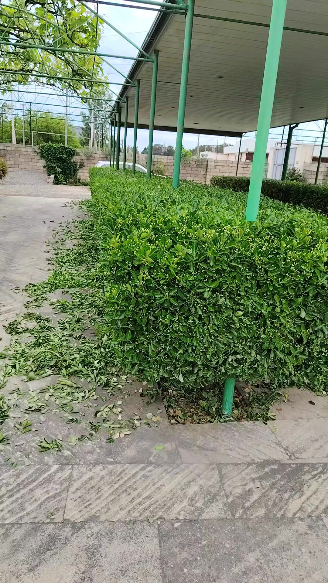@Bağban