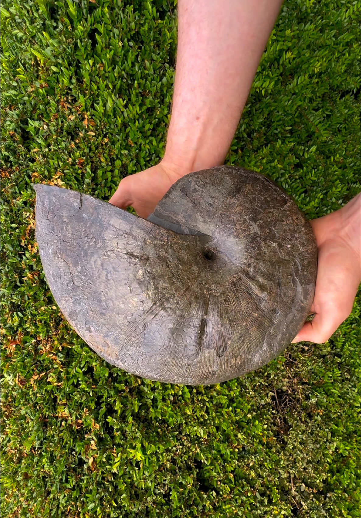 @yorkshire.fossils