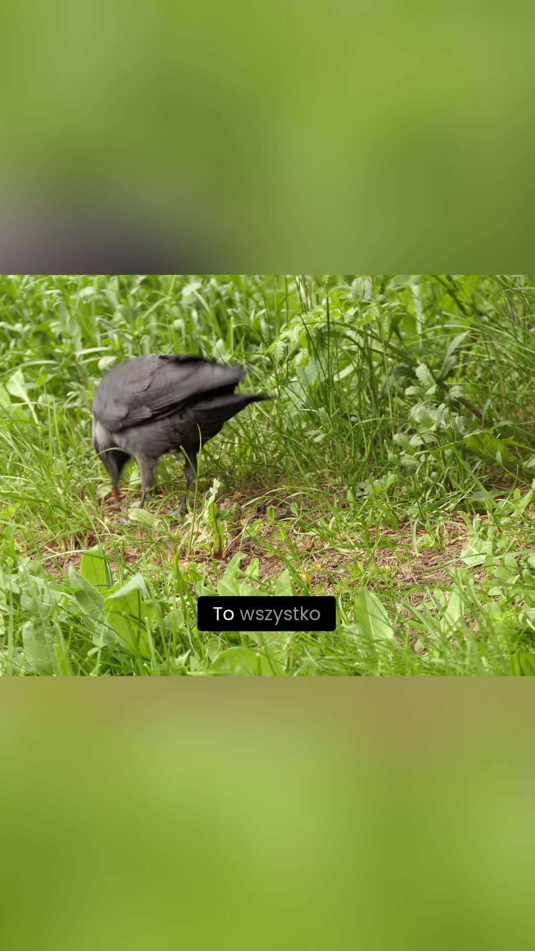 @Ogrodnik Doskonały