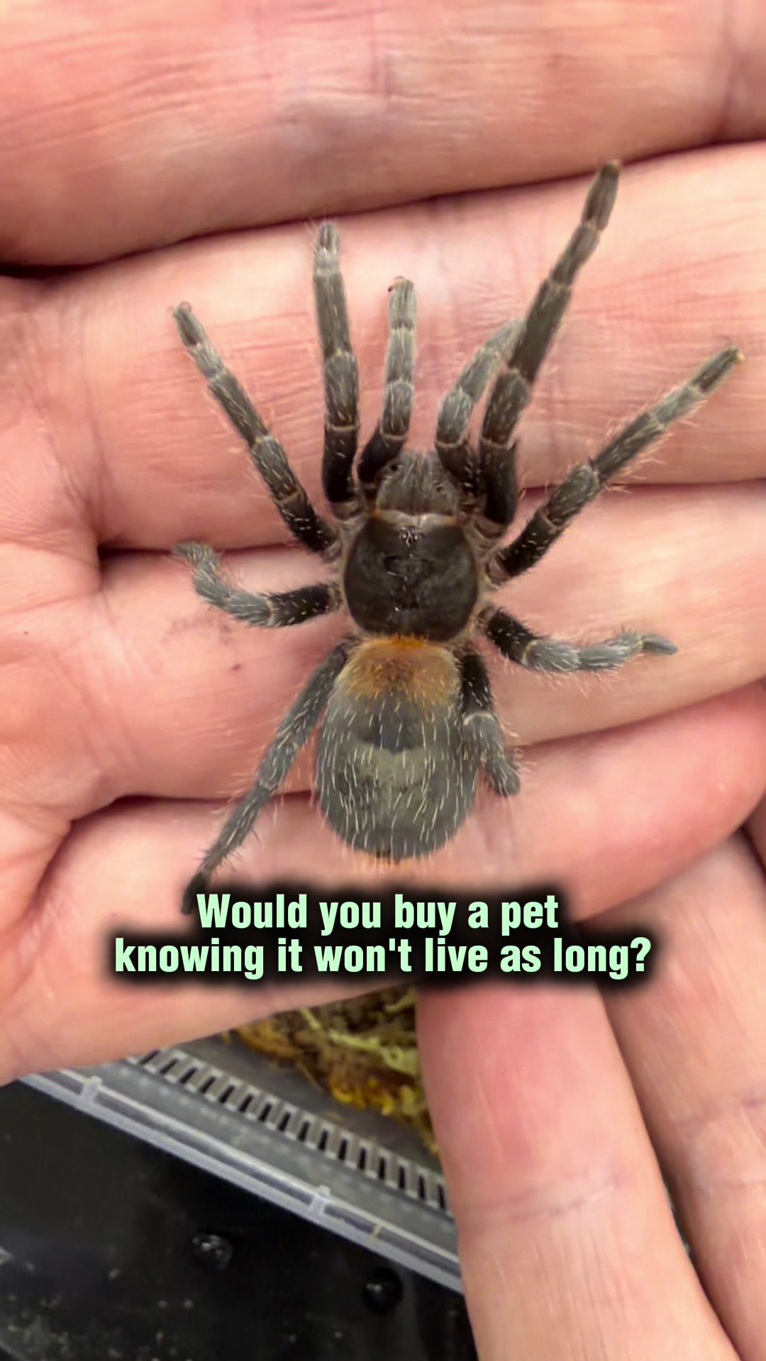 @Spider Conservatory