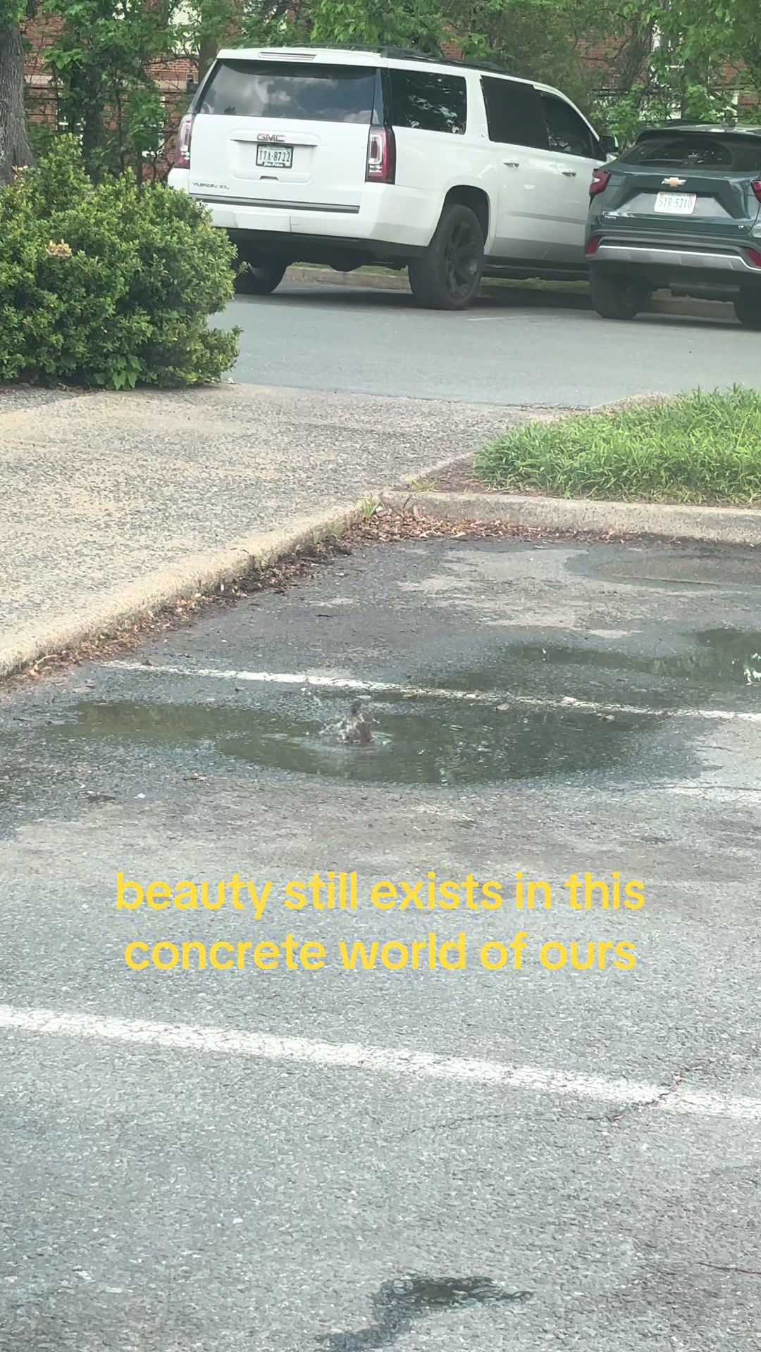@auden 🦆
