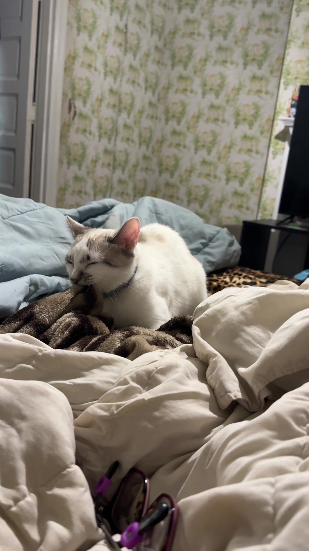 @Markiettea’s pet’s
