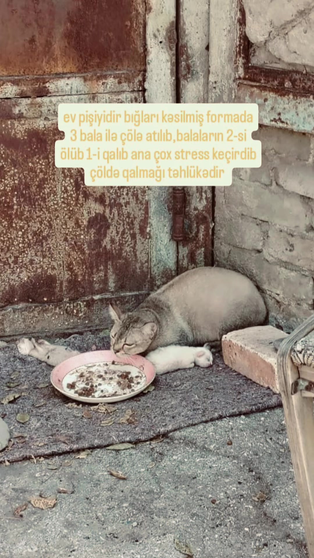 @animals_777