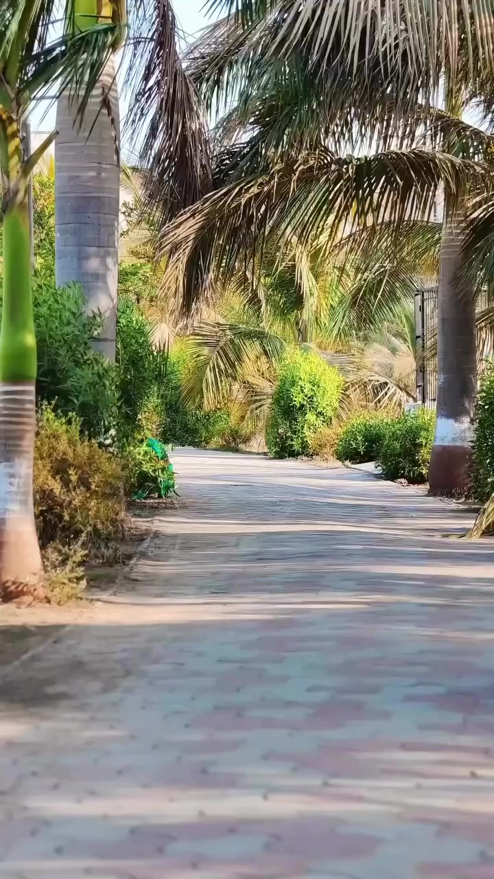 @➳🦈&bull;𝐽⊙cԩԑ𝐩&bull;🦈&deg;᭄☆.