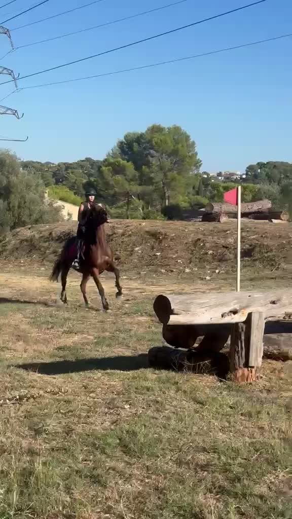 @haras de castille