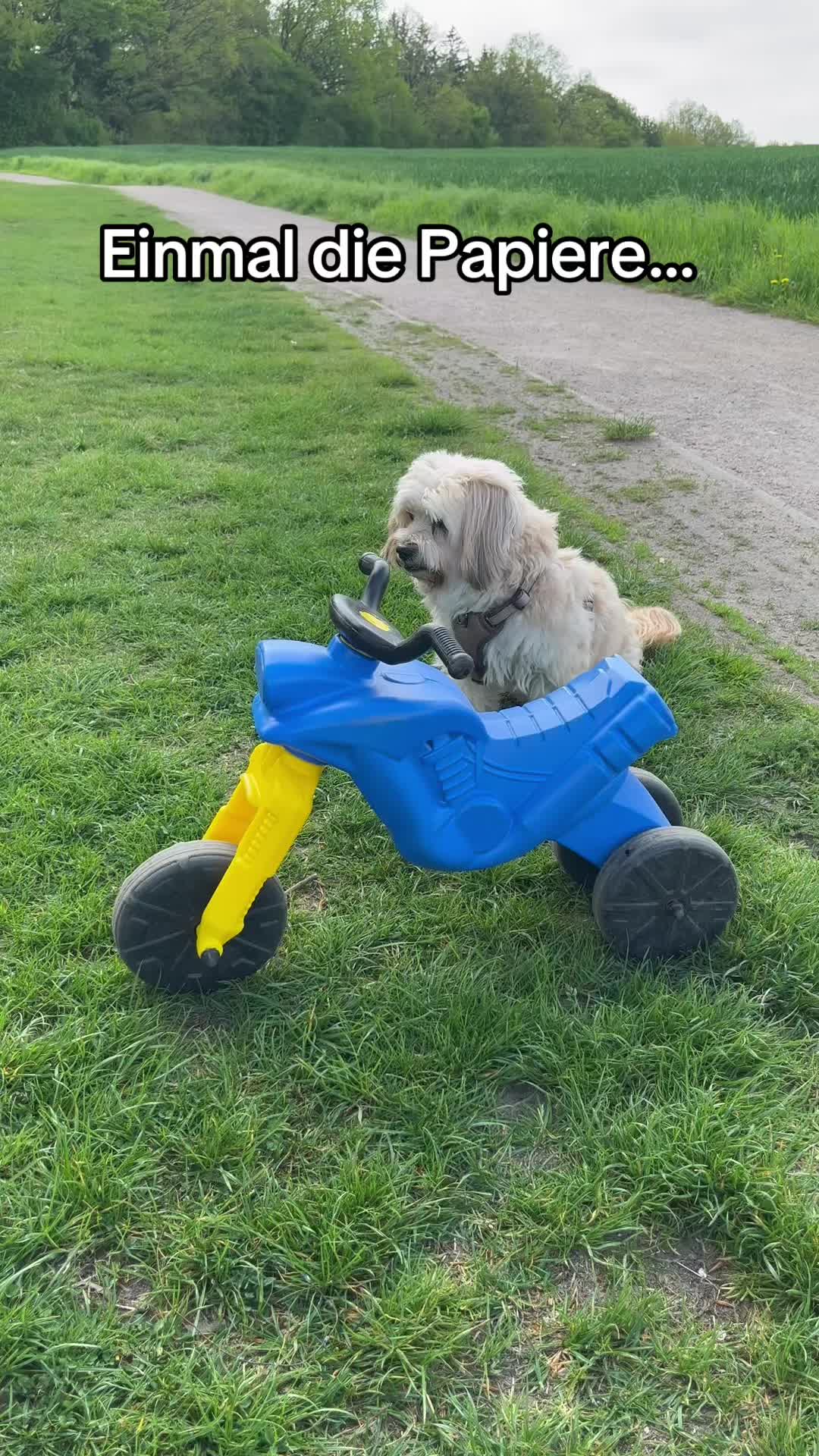 @DogMilow