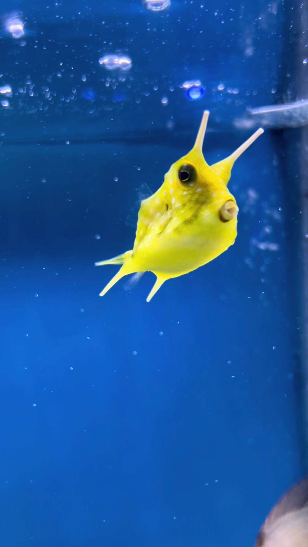 @fintastic aquariums