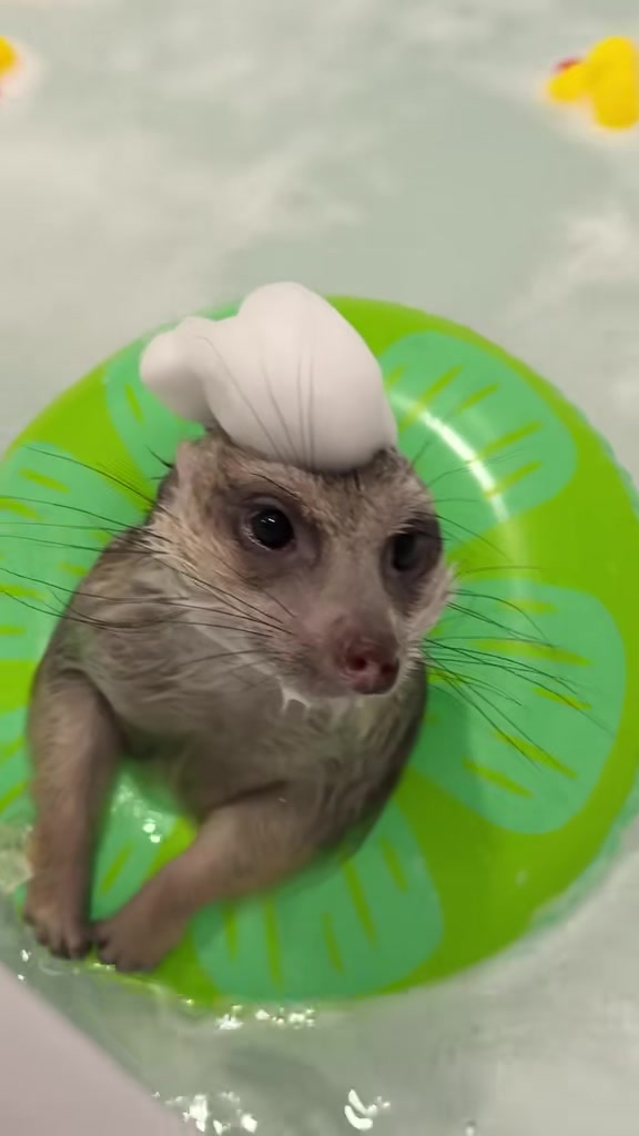 @TIMON THE MEERKAT