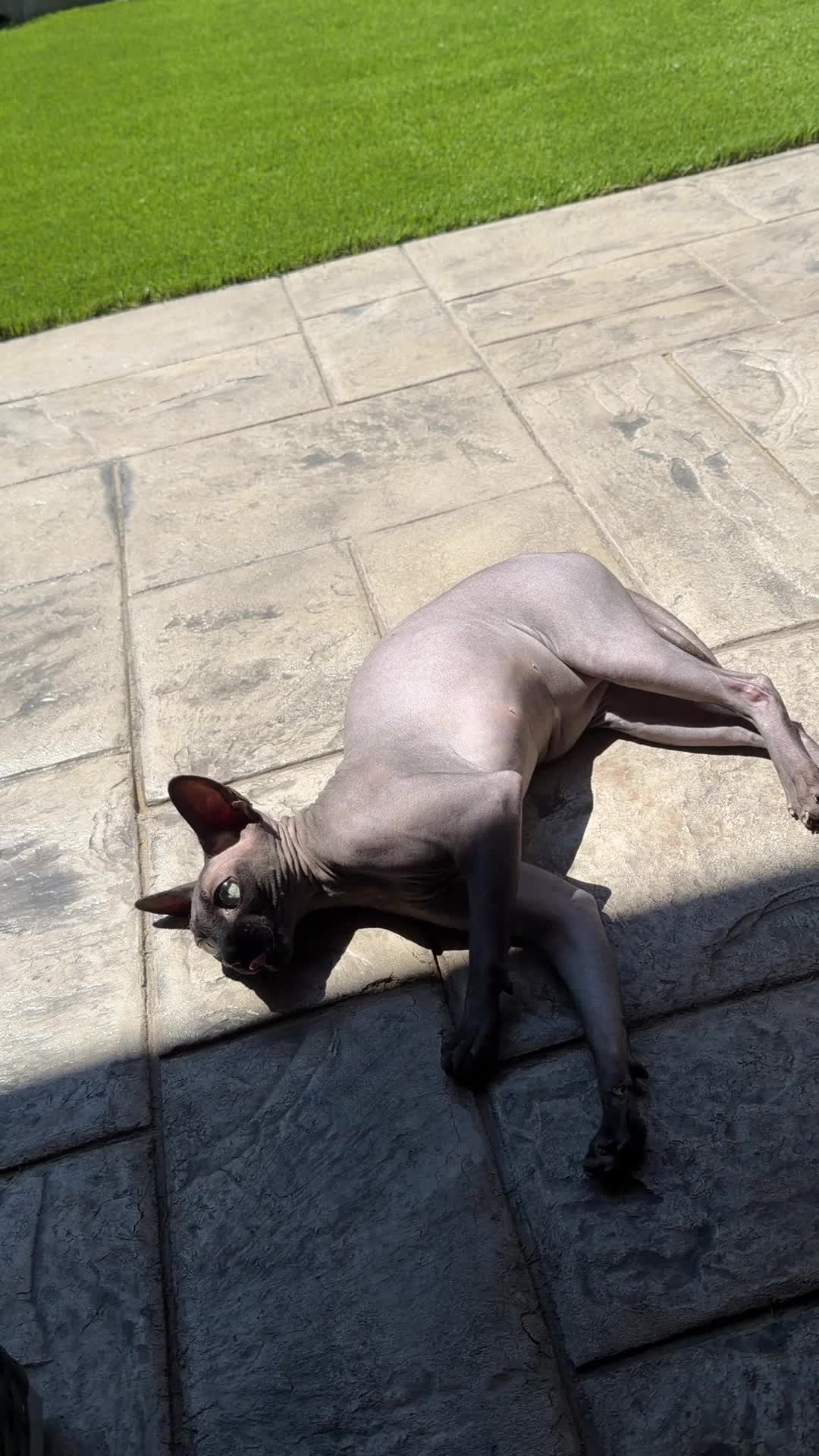 @kyoto.jack.sphynx