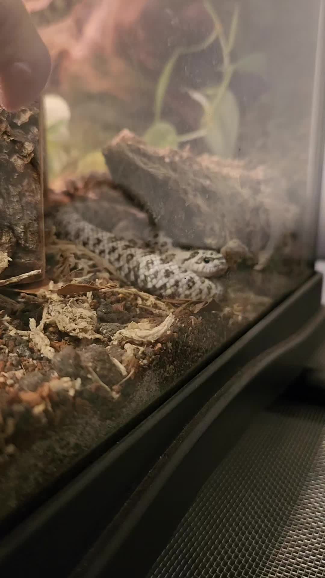 @Ballard&rsquo;s Reptiles