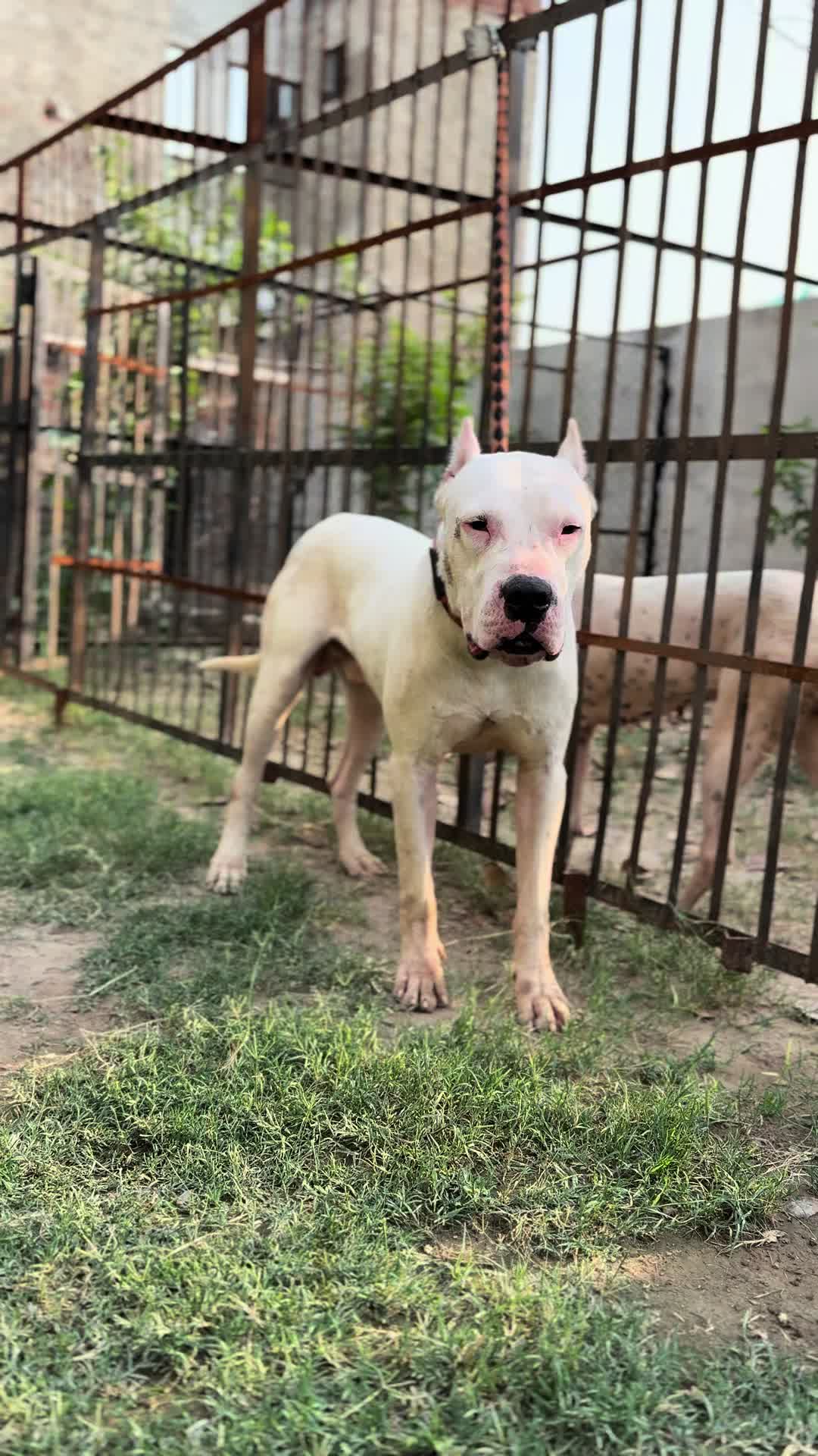 @LIGER the DOGO ARGENTINO