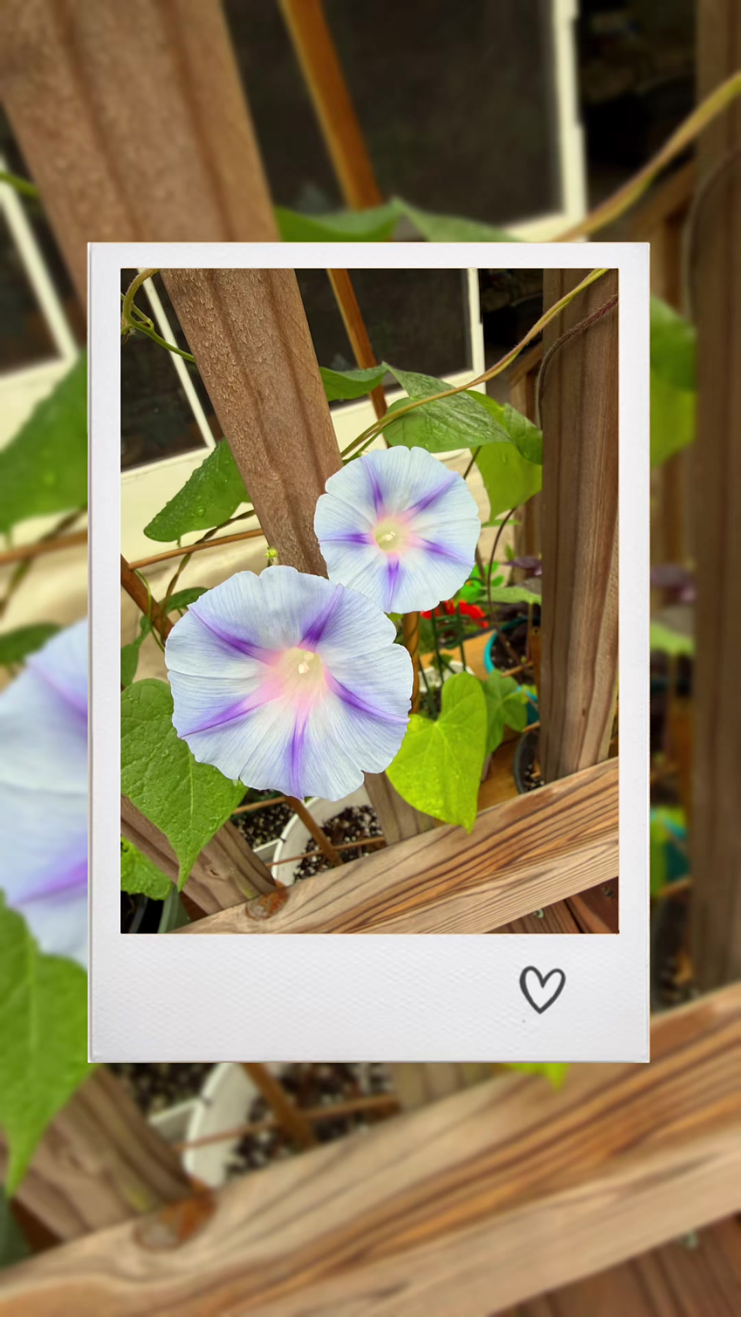 @paintedladyplants