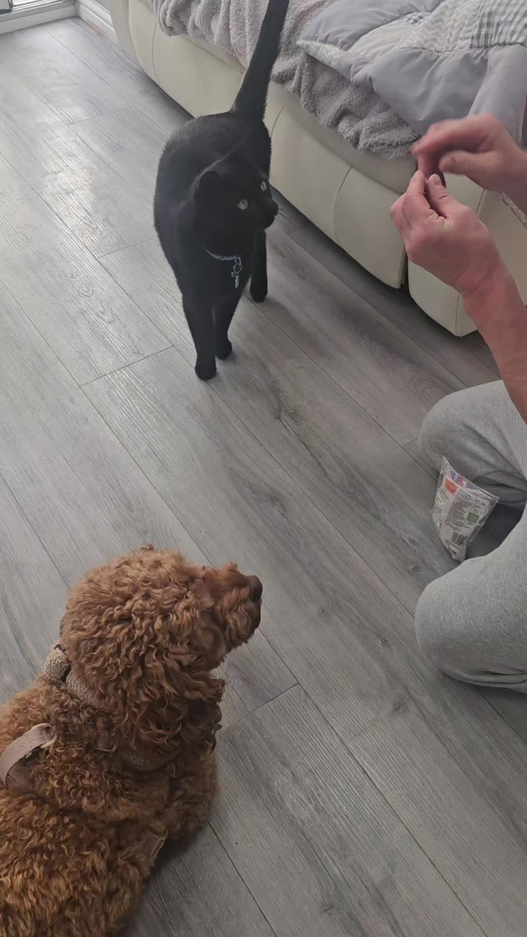 @❤️❤️ Billy & Milo ❤️❤️🐾🐾