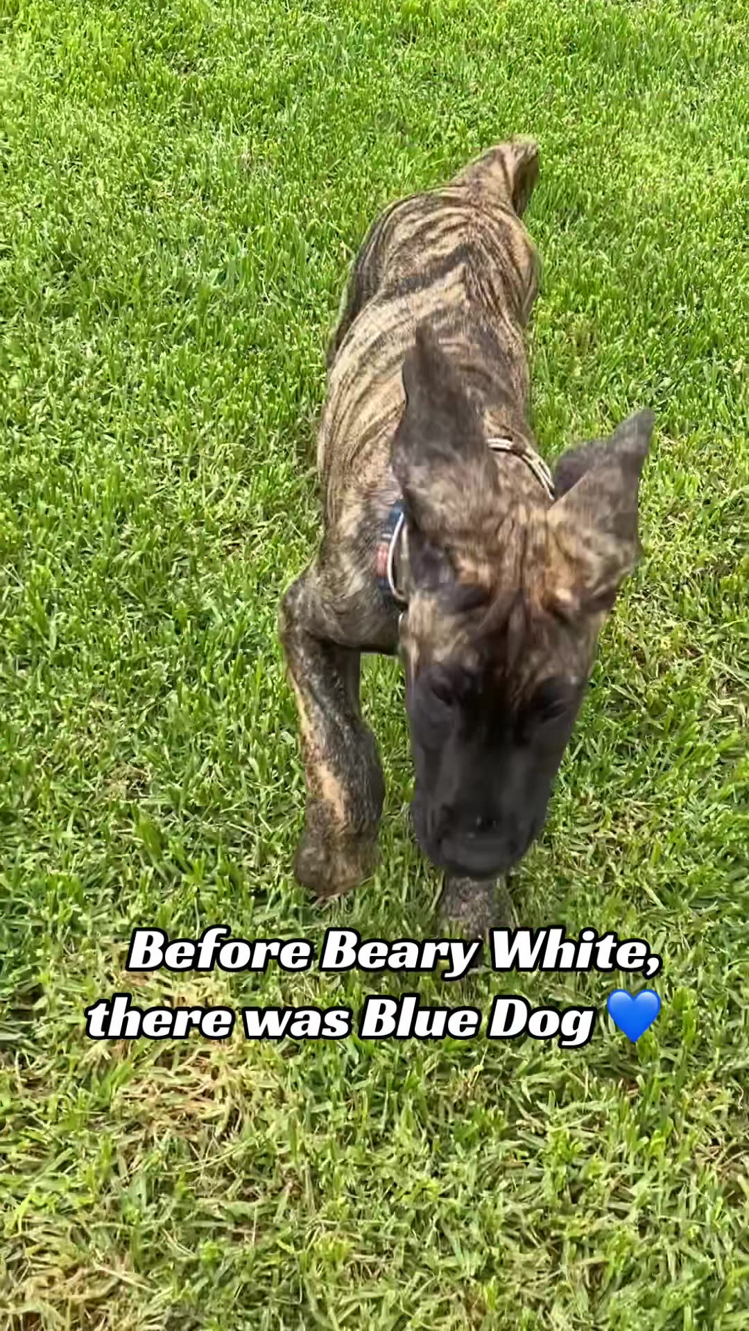@Anders Bees Knees Great Dane