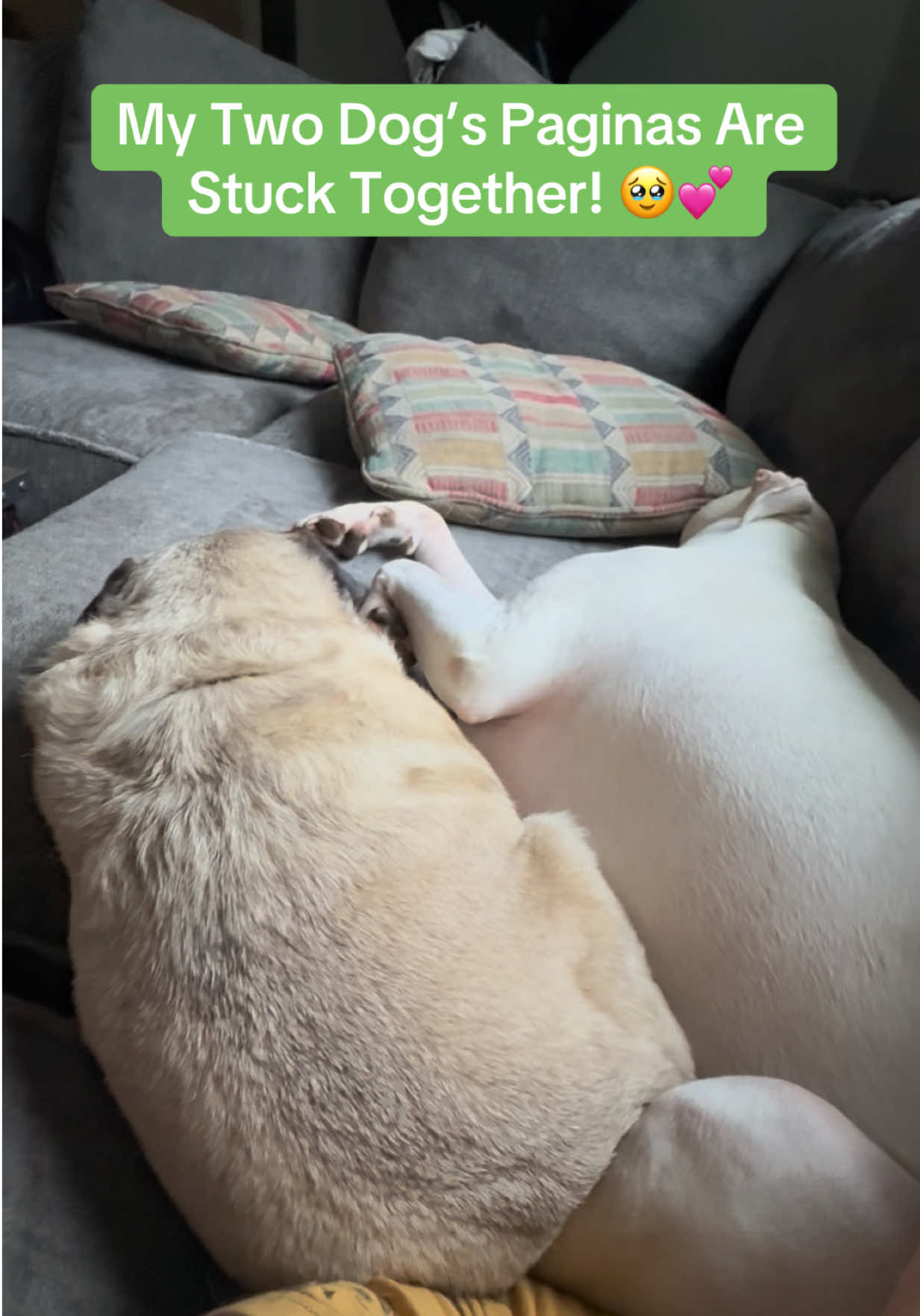 @PEARL - Quadruple-Amputee Pug