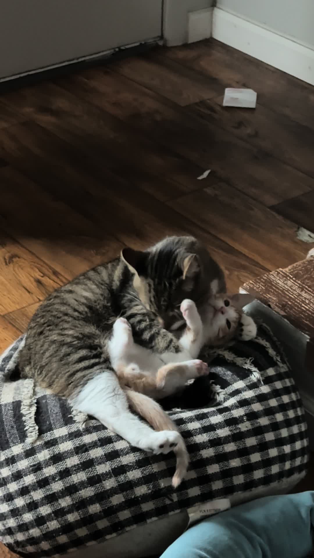 @Kitty Picks MMA