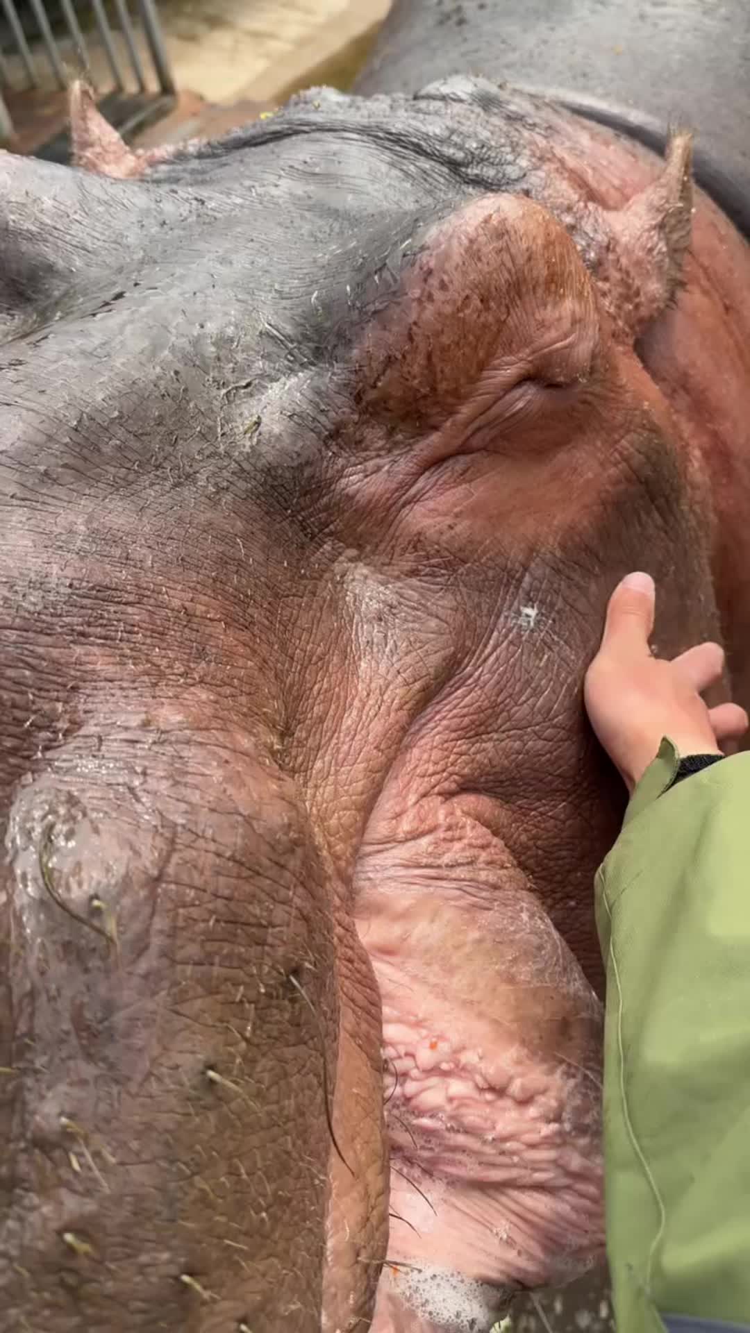 @Hippo
