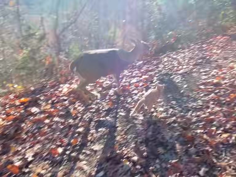 @Brownhikingtrails