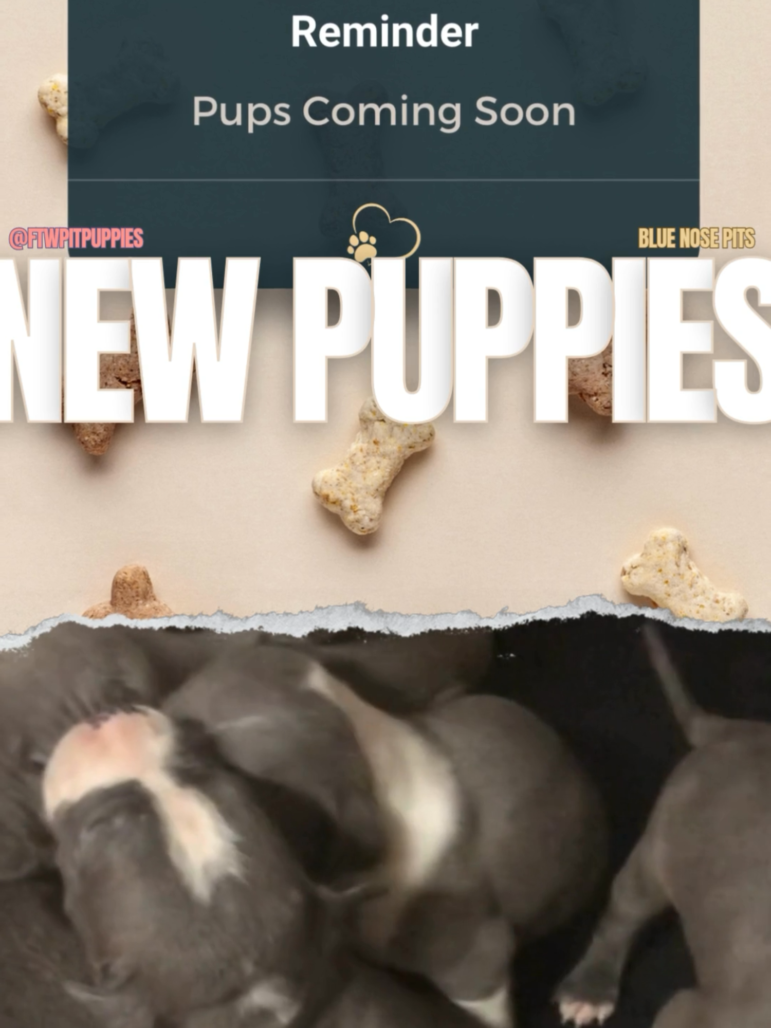 @Fort Worth Pit Puppies