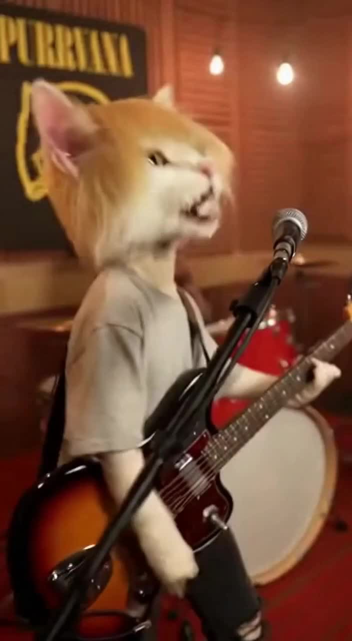 @Nirvana Cats