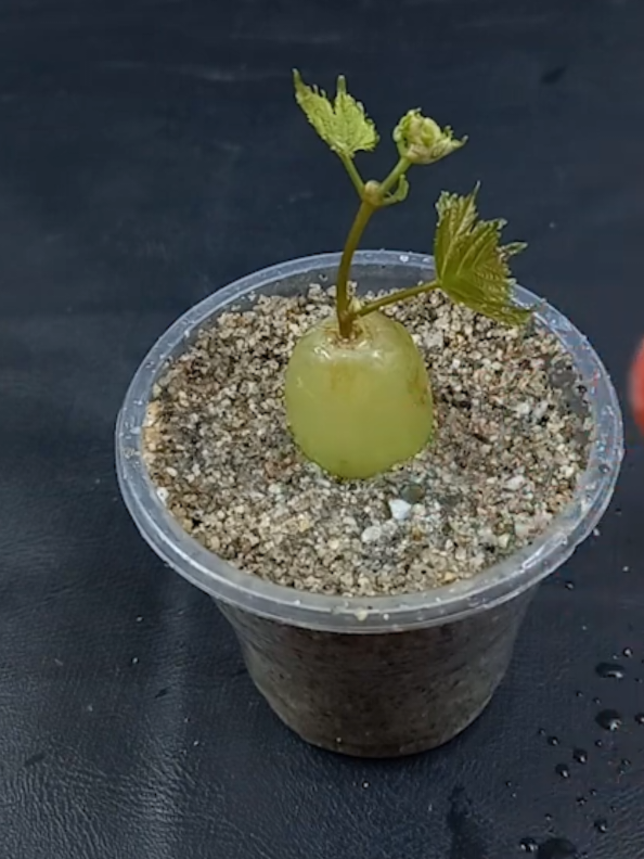 @PlantsLife