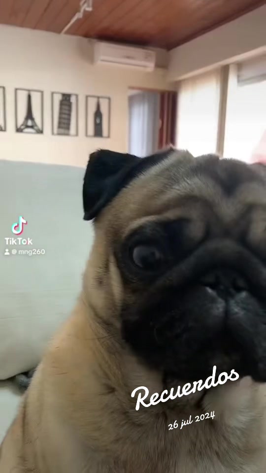 @Lolito pug carlino