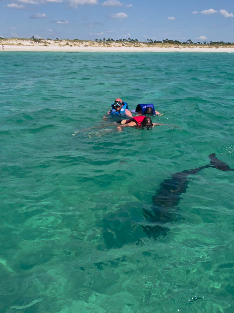 @Shell Island Dolphin Tours 🐬